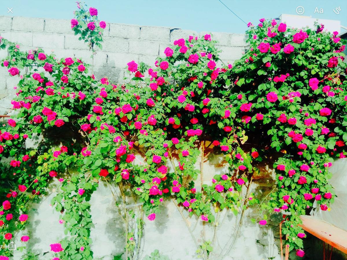 Şǝki House On Ashiq Cuma Street 8 B&B 외부 사진