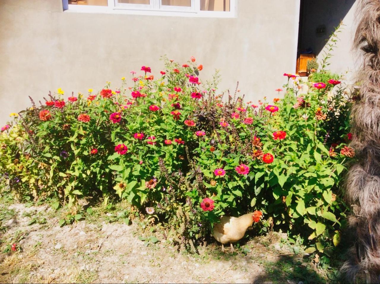 Şǝki House On Ashiq Cuma Street 8 B&B 외부 사진
